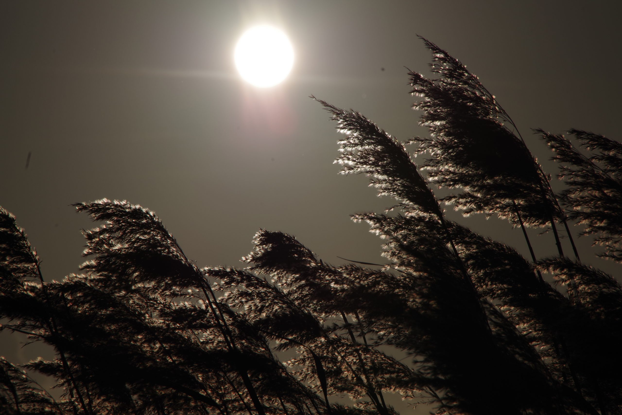 Silhouetted reeds