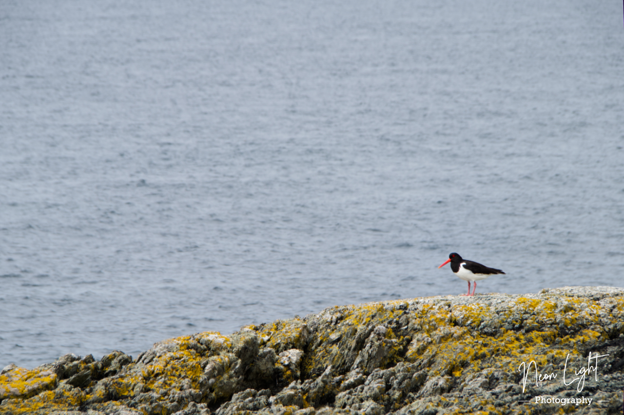Oyster Catcher on the Welsh Coast