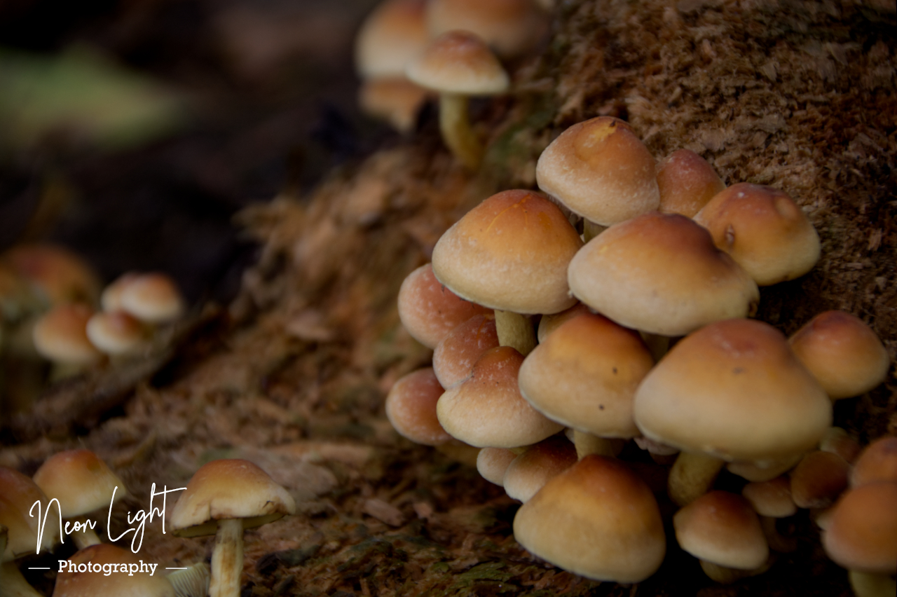 Nant Mill Autumn Mushrooms