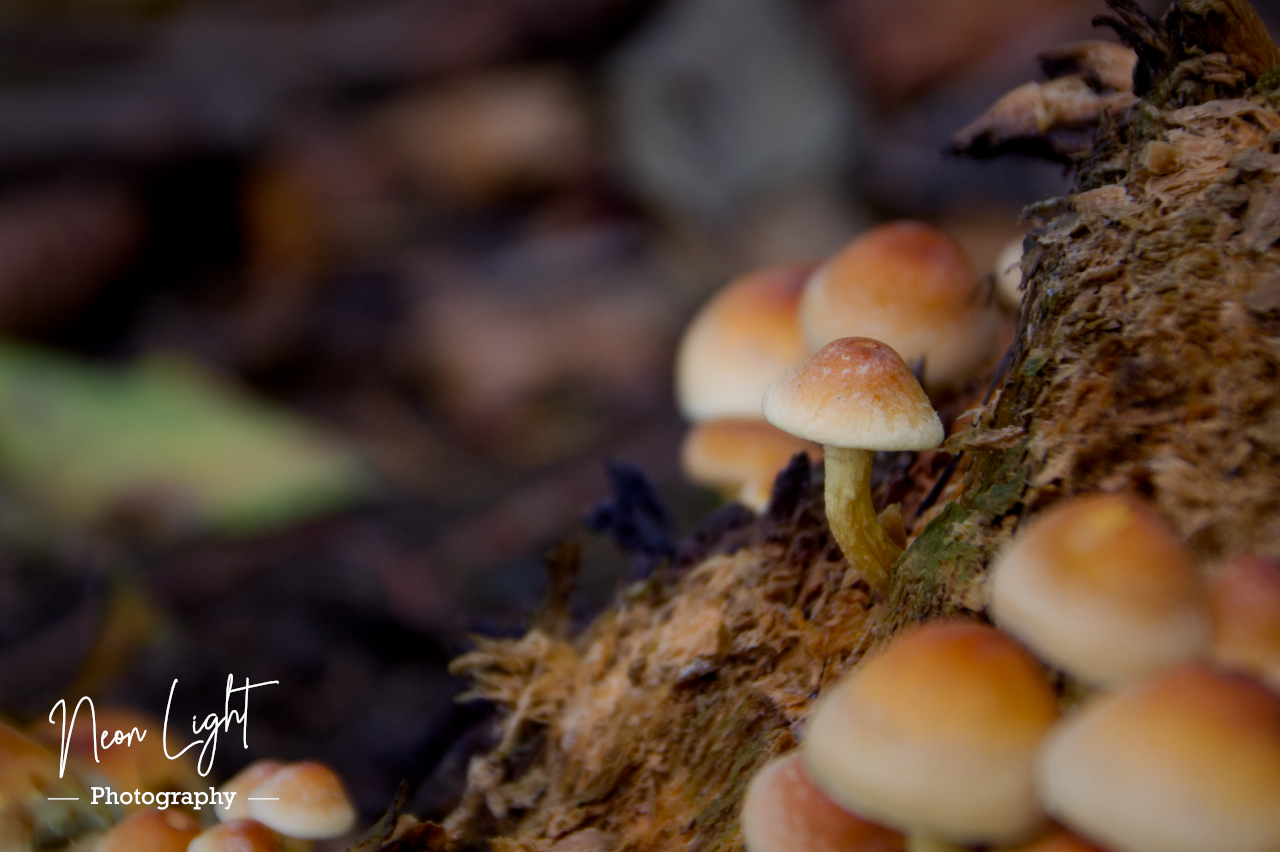 Woodland Autumn Mushroom