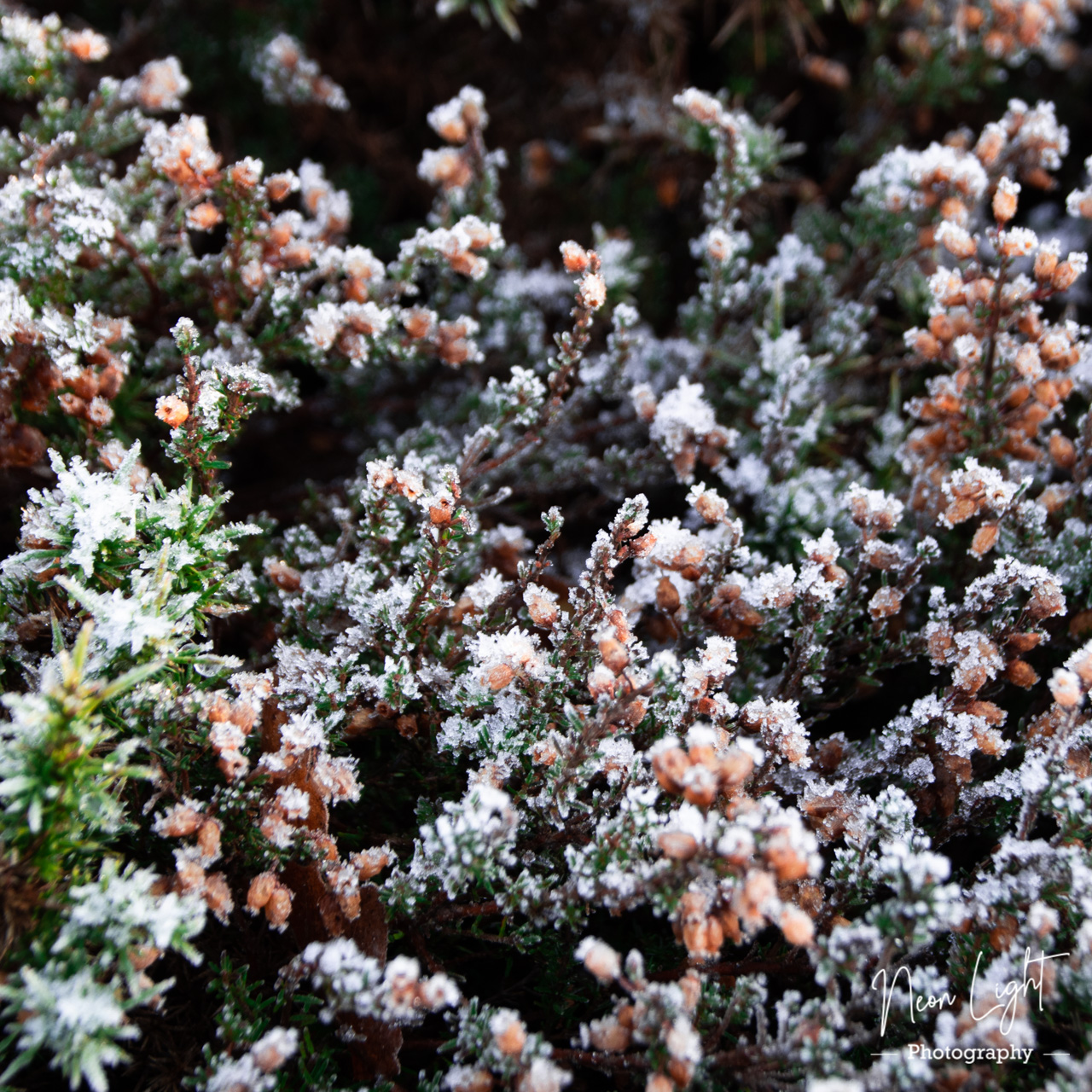 Frosted Heather