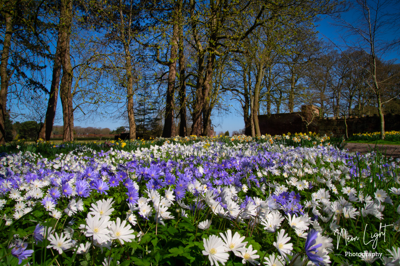 Thornton Manor Wild Flowers Fields