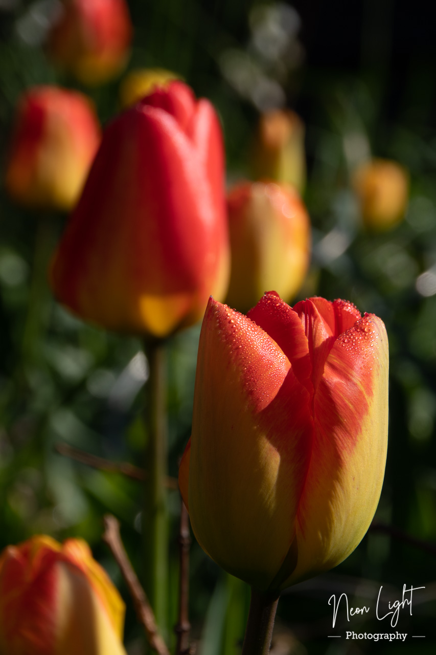 Tulip Dew