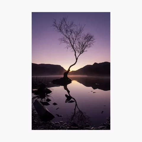 Sunrise at the Llanberis Lonely Tree