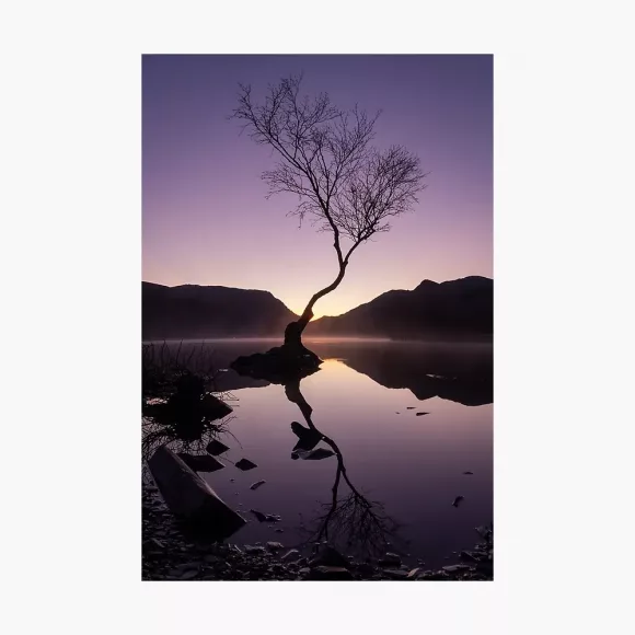 Sunrise at the Llanberis Lonely Tree